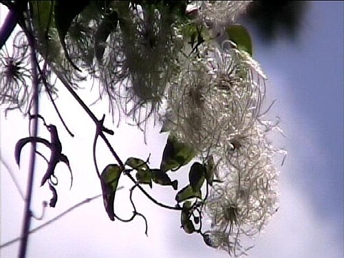Clematis campestris: Clematis montevidensis en primavera.