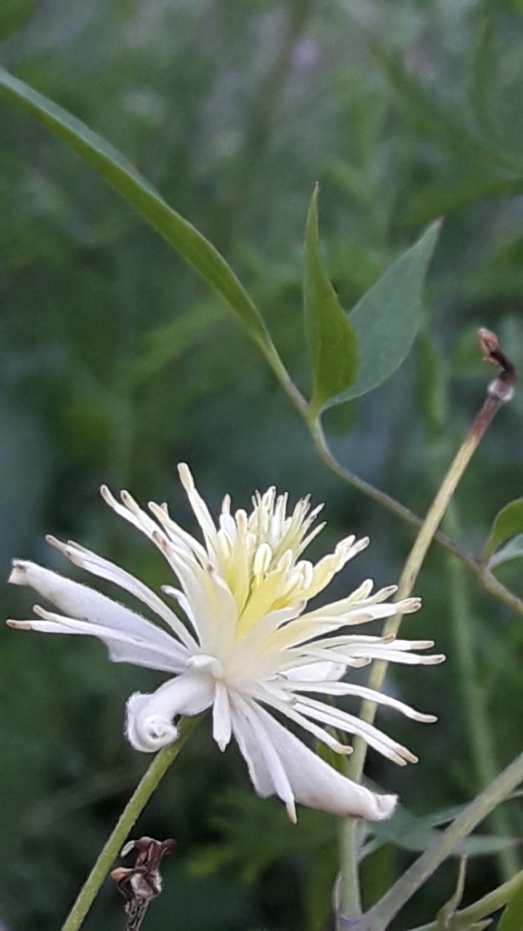 Clematis campestris (Clematis campestris)