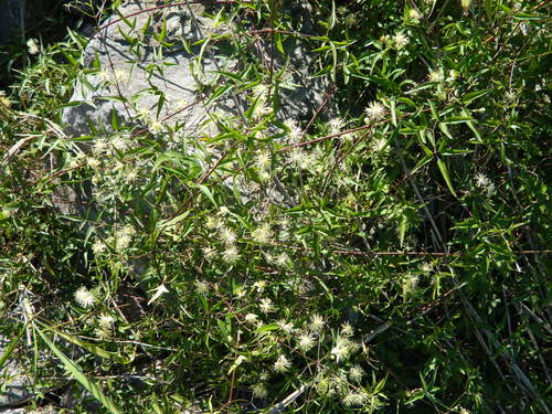 Clematis campestris (Clematis campestris)
