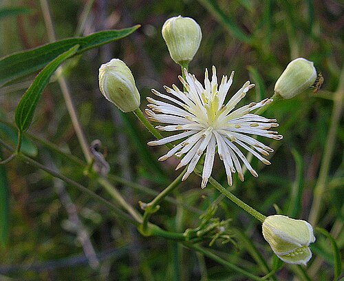 Clematis campestris: The flower of the vine whose seeds give it the name of Barba de Chivato.