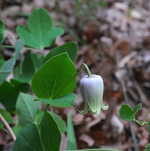 Carrizo sands leather-flower: Clematis carrizoensis . Carrizo sands leather-flower, Van Zandt County, April 2011 New species described by Estes, Sida, 22 (1) 65-77, 2006.