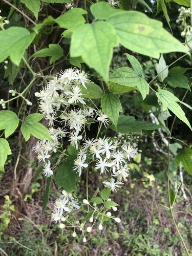 Satincurls (Clematis catesbyana)