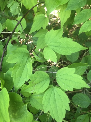 Satincurls (Clematis catesbyana)