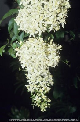 Clematis chinensis: Clematis chinensis Osbeck 威靈仙