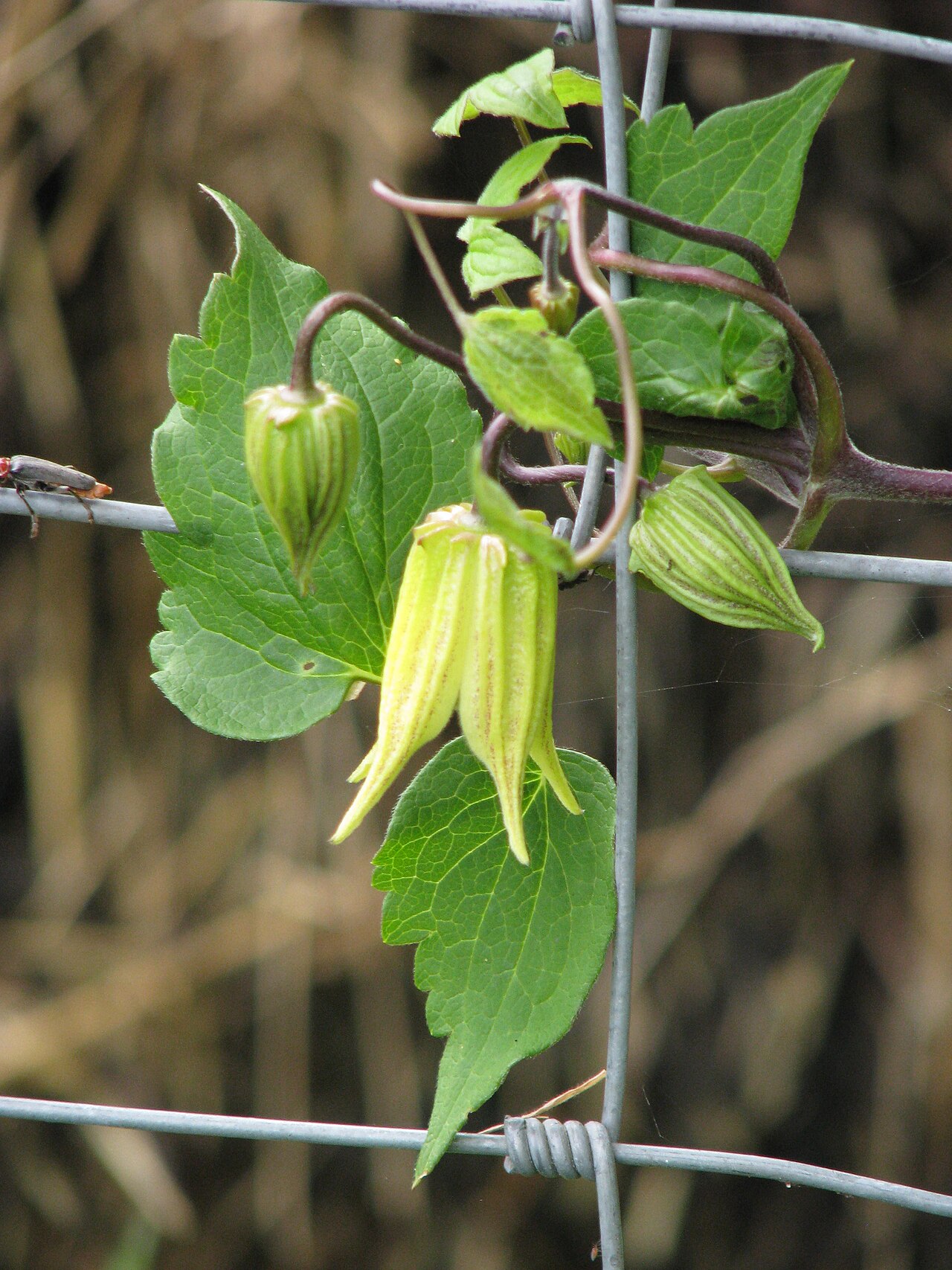 Clematis chinensis: Clematis chiisanensis