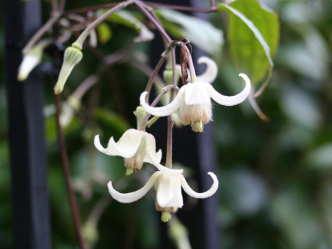Clematis clarkeana: Clematis anshunensis