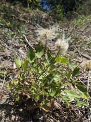 Virginia whitehair leather flower (Clematis coactilis)