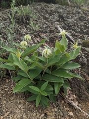Virginia whitehair leather flower (Clematis coactilis)