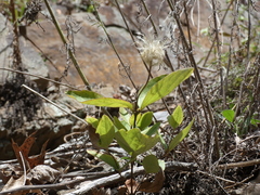 Virginia whitehair leather flower (Clematis coactilis)