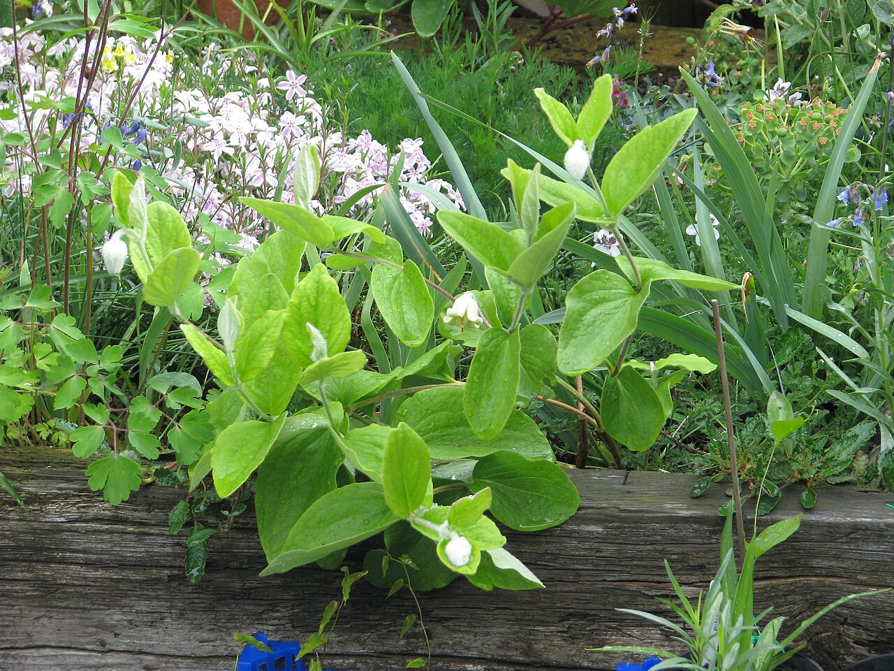 Virginia whitehair leather flower: Clematis coactilis