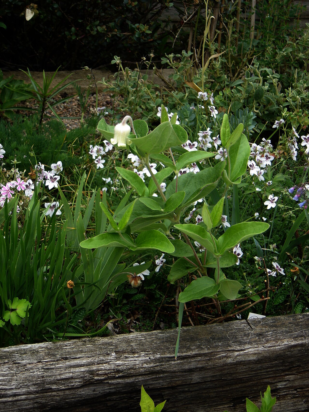 Virginia whitehair leather flower: Another shot of what has become one of my favourite plants this year.