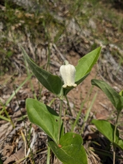Virginia whitehair leather flower (Clematis coactilis)