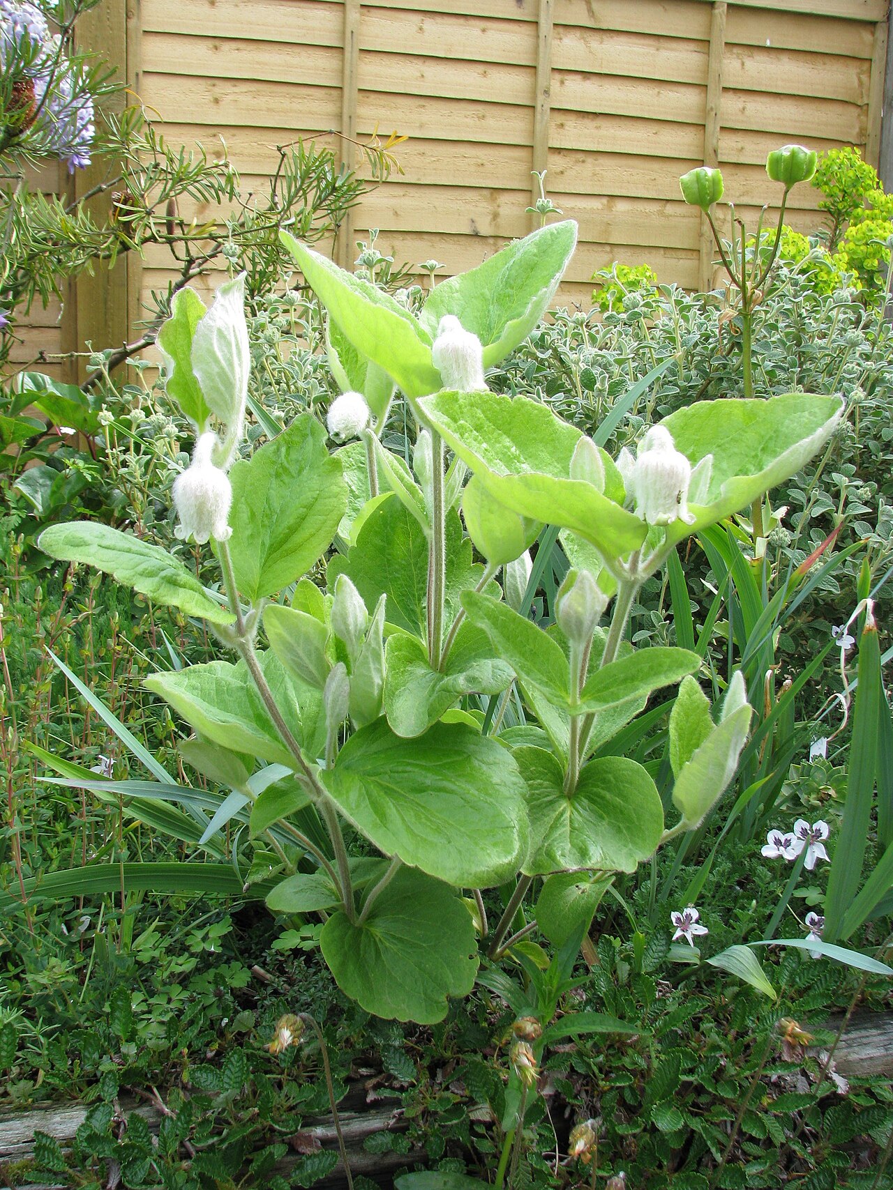 Virginia whitehair leather flower: Clematis coactilis