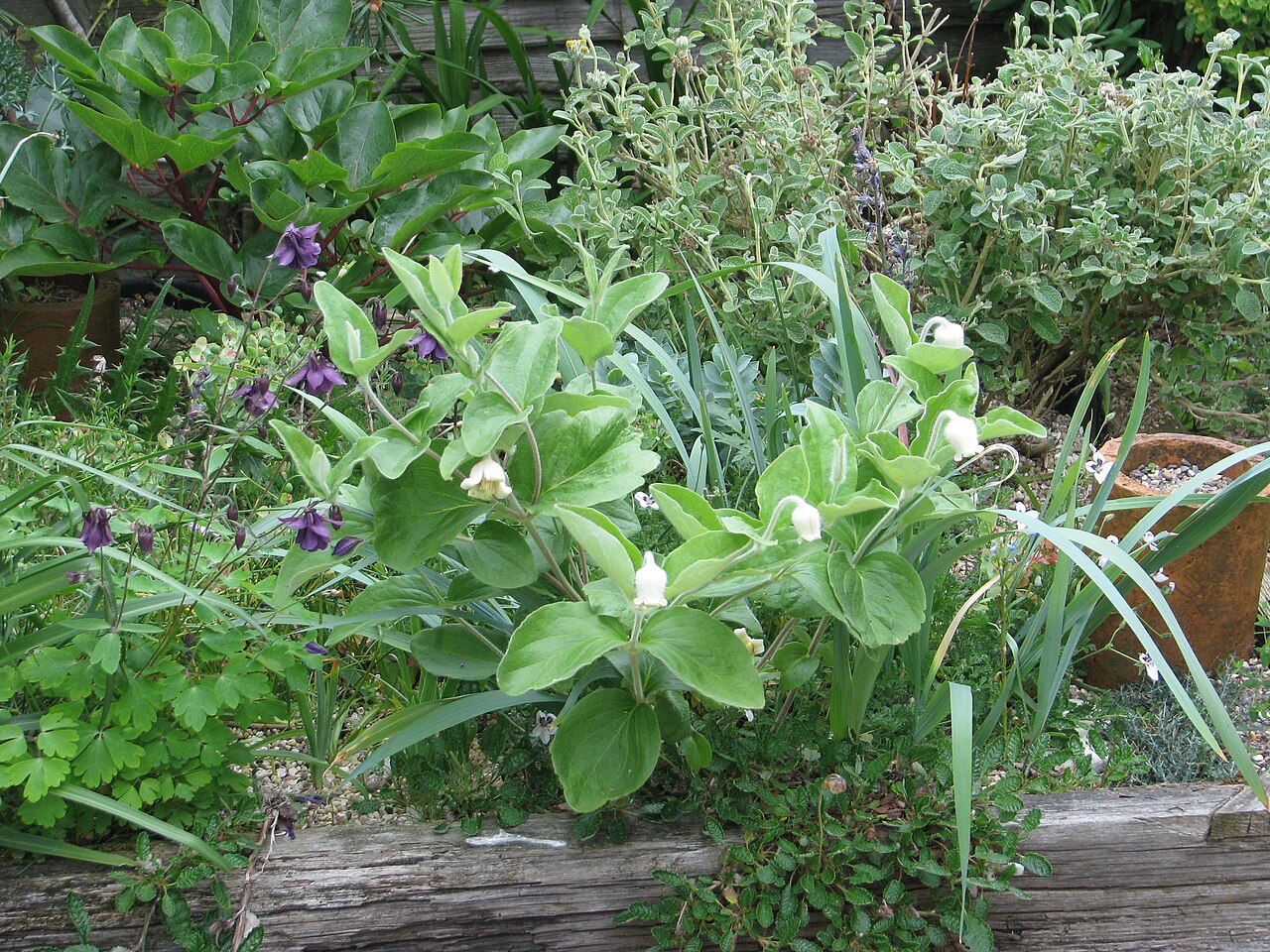 Virginia whitehair leather flower: Getting better and better.