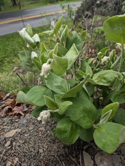Virginia whitehair leather flower (Clematis coactilis)