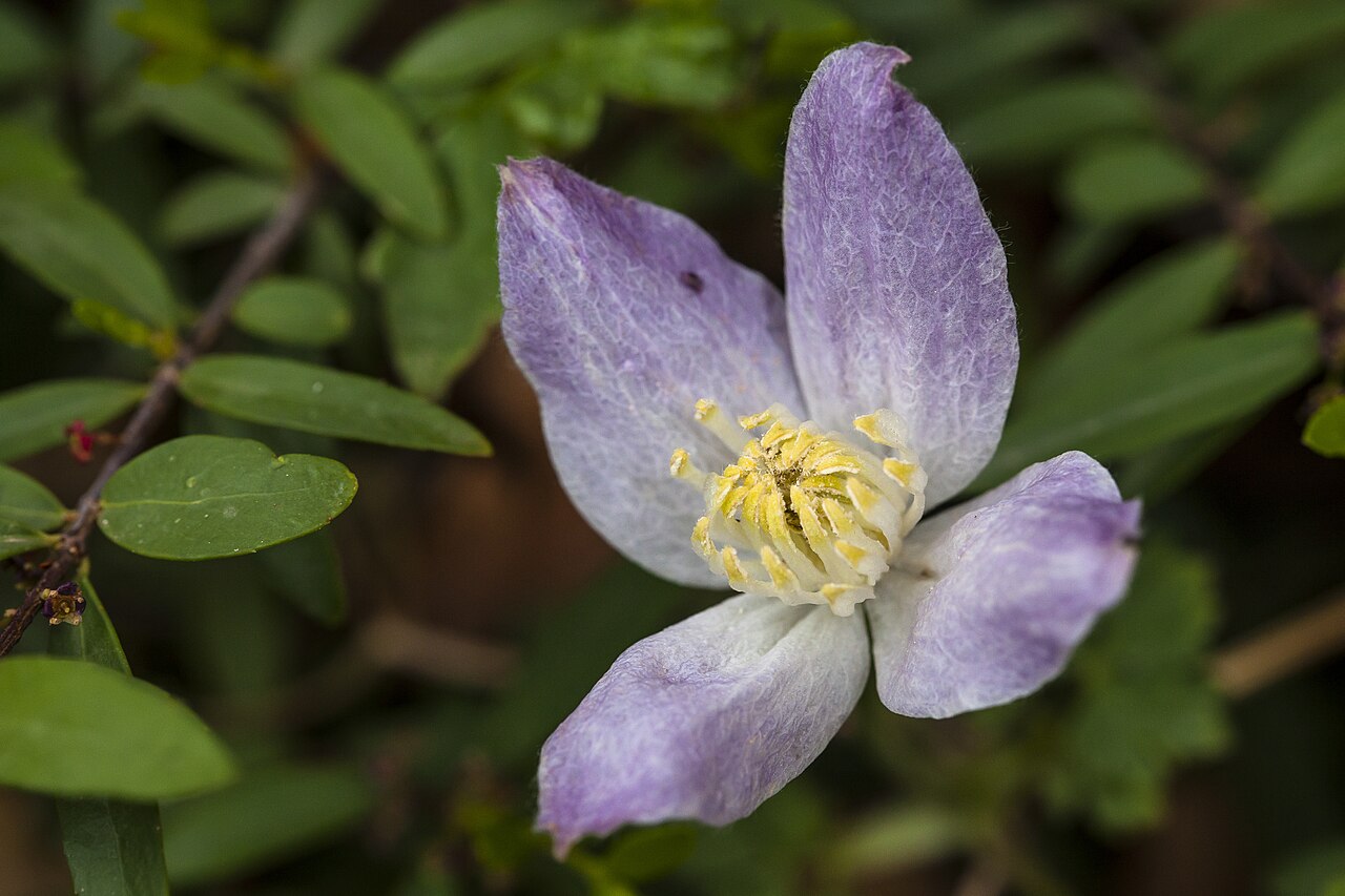 Rock clematis (Clematis columbiana)