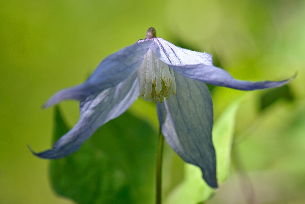 Rock clematis: Columbia Clematis
