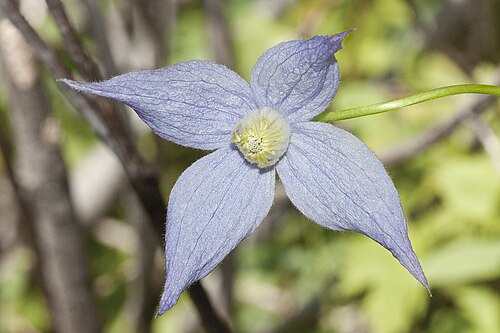 Rock clematis: Clematis columbiana var. columbiana'' . Two Medicine Lake, Glacier National Park, MT., USA. July 16