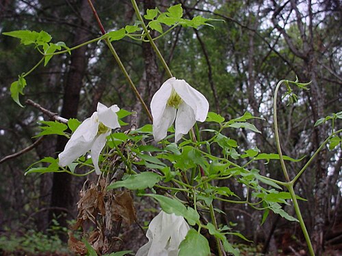 Rock clematis: Clematis columbiana var. columbiana , Pinos Altos Range, Signal Peak, May 20, 2008, New Mexico