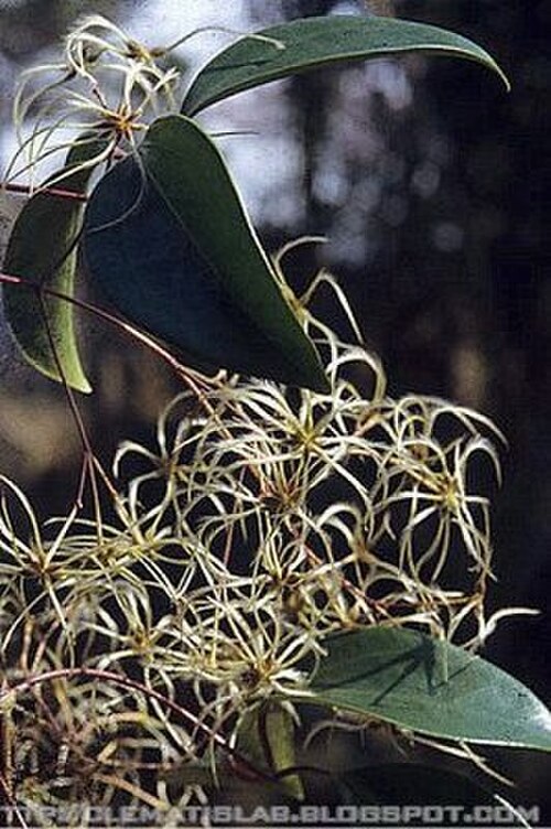 Clematis crassifolia: Clematis crassifolia Benth. 厚葉鐵線蓮