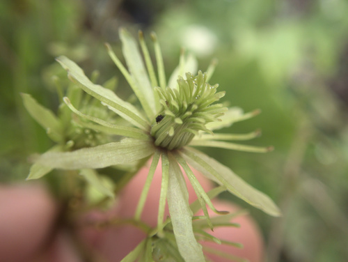Clematis cunninghamii (Clematis cunninghamii)