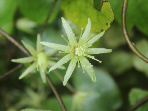 Clematis cunninghamii (Clematis cunninghamii)