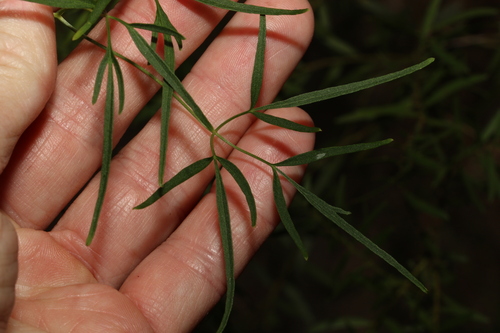 Clematis decipiens (Clematis decipiens)