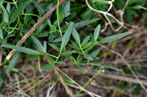 Clematis decipiens (Clematis decipiens)