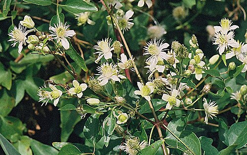 Cabellos de angel: Reported from scattered locations in the Neotropics, and planted more widely. Photo from near Sta. Cruz, Bolivia. x