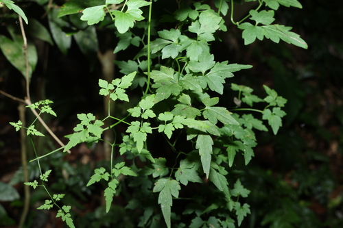 Clematis fawcettii (Clematis fawcettii)