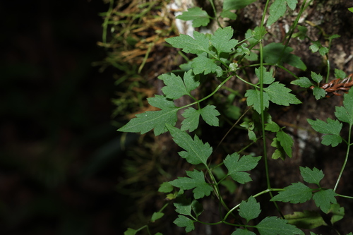 Clematis fawcettii (Clematis fawcettii)