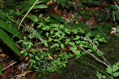 Clematis fawcettii (Clematis fawcettii)