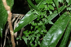 Clematis fawcettii (Clematis fawcettii)