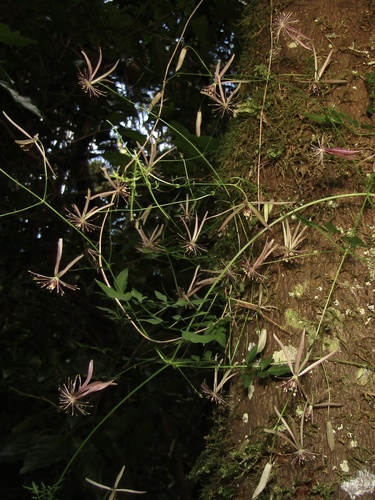 Clematis fawcettii (Clematis fawcettii)