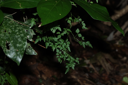 Clematis fawcettii (Clematis fawcettii)