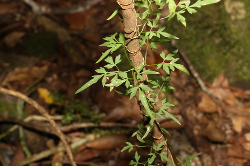 Clematis fawcettii (Clematis fawcettii)