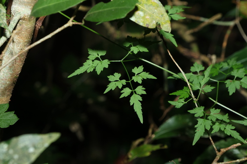 Clematis fawcettii (Clematis fawcettii)