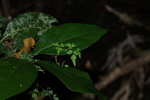 Clematis fawcettii (Clematis fawcettii)