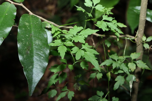 Clematis fawcettii (Clematis fawcettii)