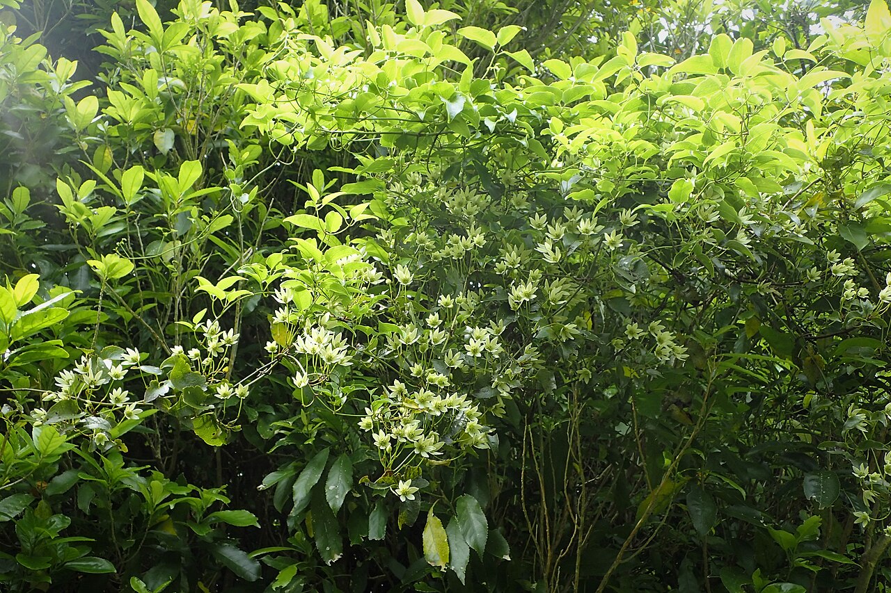 Forster's clematis: Clematis forsteri on Waikaremoana Lake, Hawkes's Bay