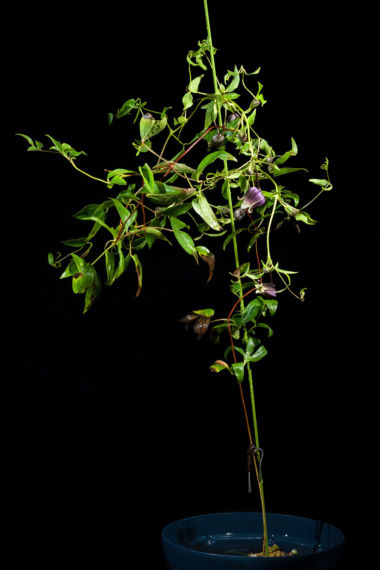 Clematis fusca: Plant derived from Hokkaido, Japan Japanese Name クロバナハンショウヅル, チシマハンショウヅル, エゾハンショウヅル Taxonomy Family キンポウゲ科 Ranunculaceae Subfamily キンポウゲ亜科 Ranunculoideae Tribe