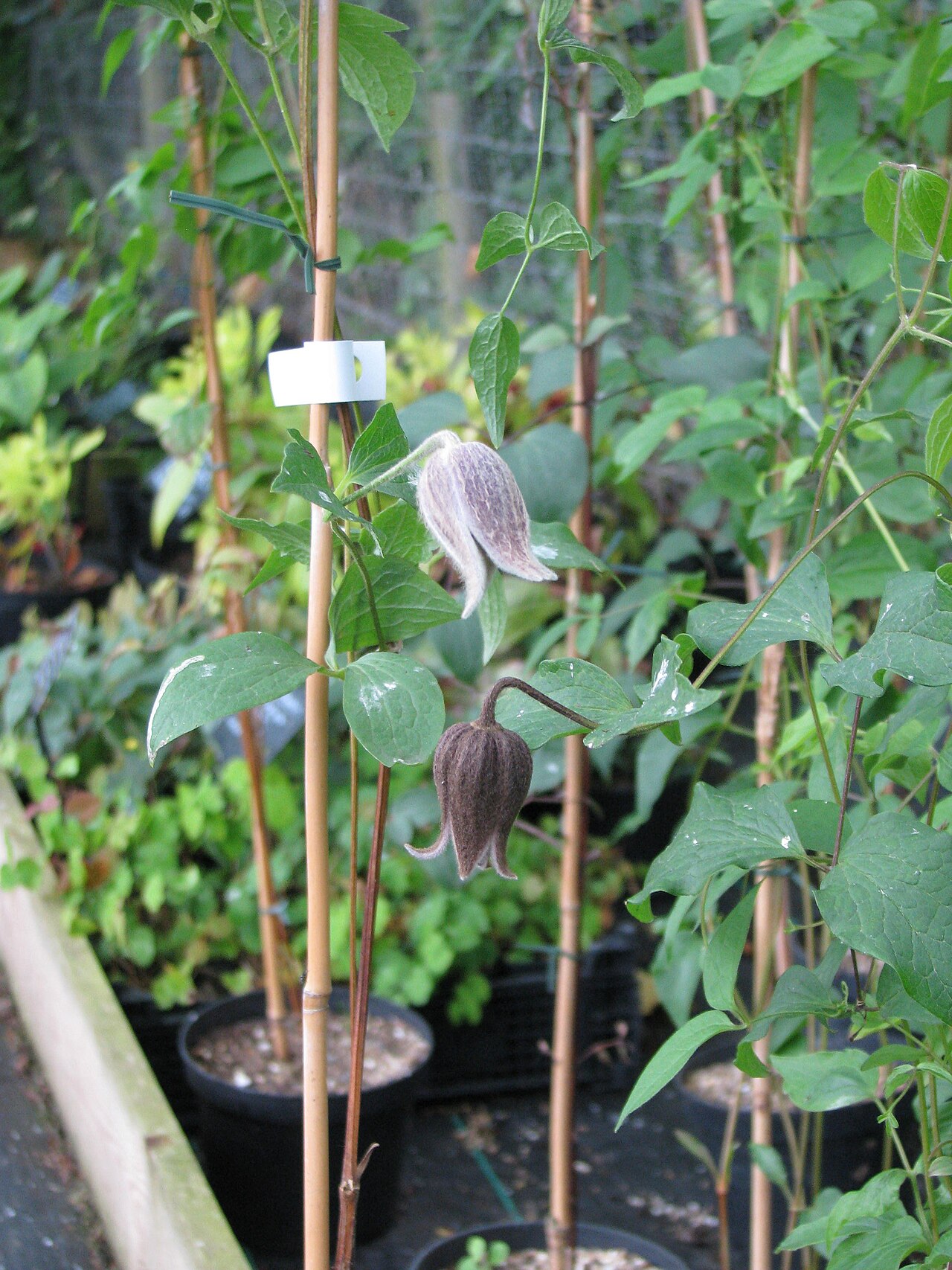 Clematis fusca: A really variable batch of seedlings.