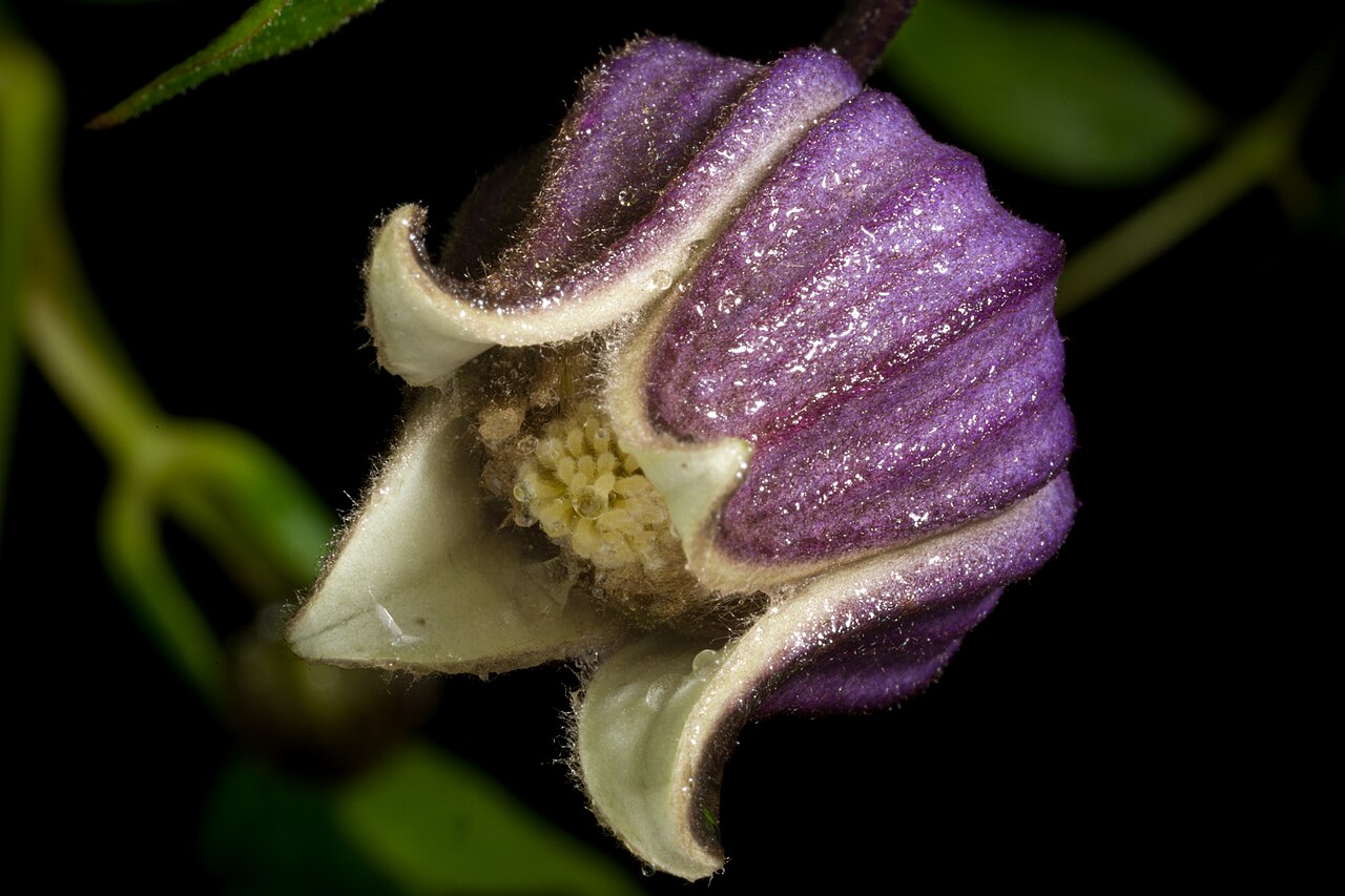 Clematis fusca: Plant derived from Hokkaido, Japan Japanese Name クロバナハンショウヅル, チシマハンショウヅル, エゾハンショウヅル Taxonomy Family キンポウゲ科 Ranunculaceae Subfamily キンポウゲ亜科 Ranunculoideae Tribe