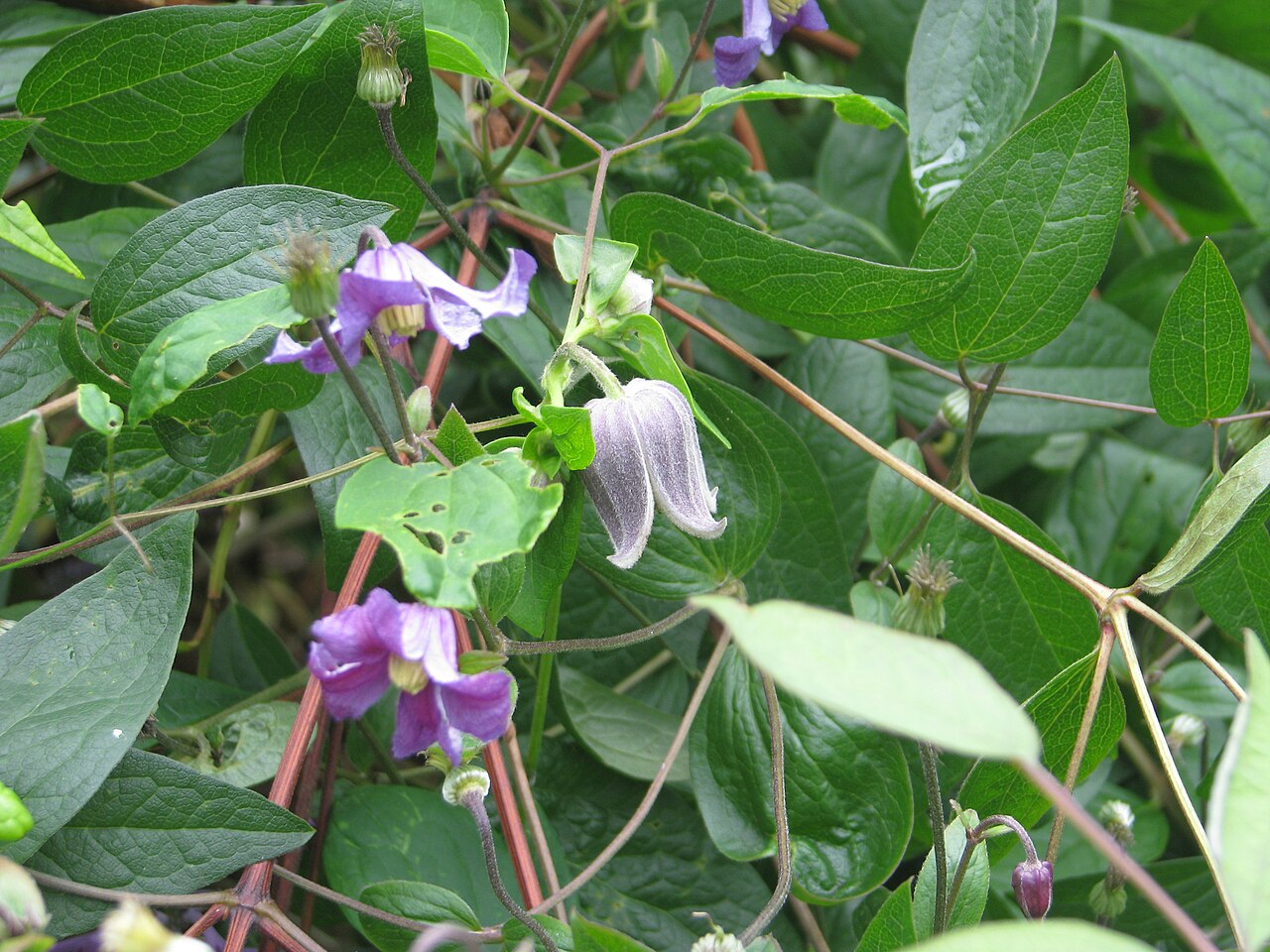 Clematis fusca: With C.Hendersonii. This is another seed distribution cock-up - not sure if from the HPS or the AGS. They were supposed to be C.crispa.
