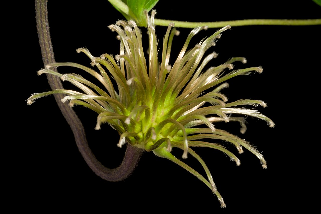 Clematis fusca: Plant derived from Hokkaido, Japan Japanese Name クロバナハンショウヅル, チシマハンショウヅル, エゾハンショウヅル Taxonomy Family キンポウゲ科 Ranunculaceae Subfamily キンポウゲ亜科 Ranunculoideae Tribe