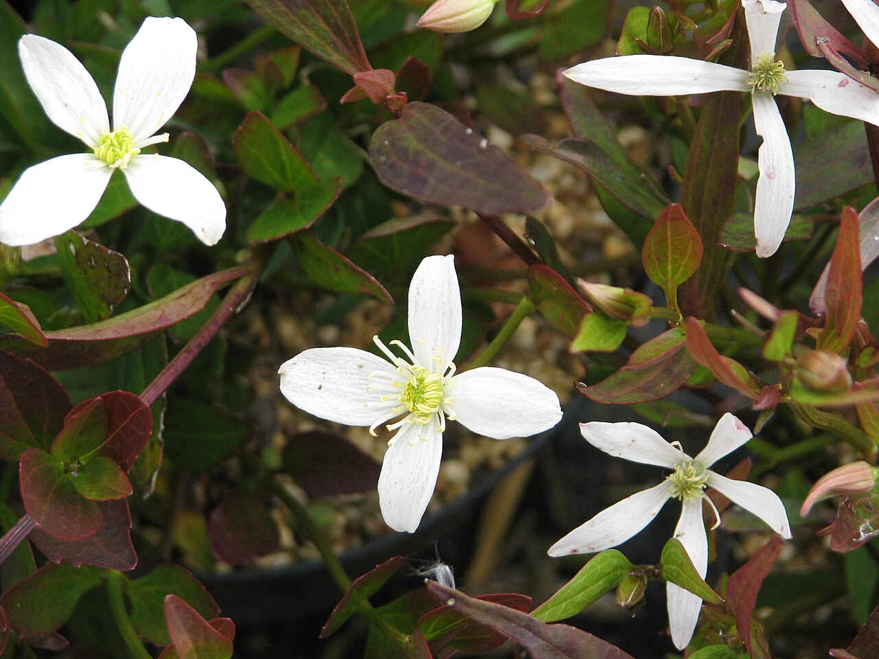 Clematis gentianoides: I think, like some New Zealand species, Tasmanian Clematis have separate male and female plants, and I think the one with the narrow petals here is the female