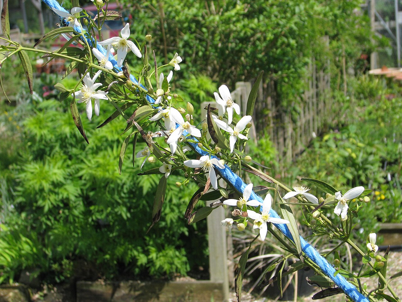 Clematis gentianoides: Clematis gentianoides hybrid