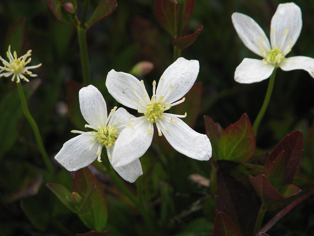 Clematis gentianoides: A gorgeous species I saw growing en mass along the road side between Port Arthur and Hobart (I think) in Tasmania. I can't help thinking the flowers were bigger