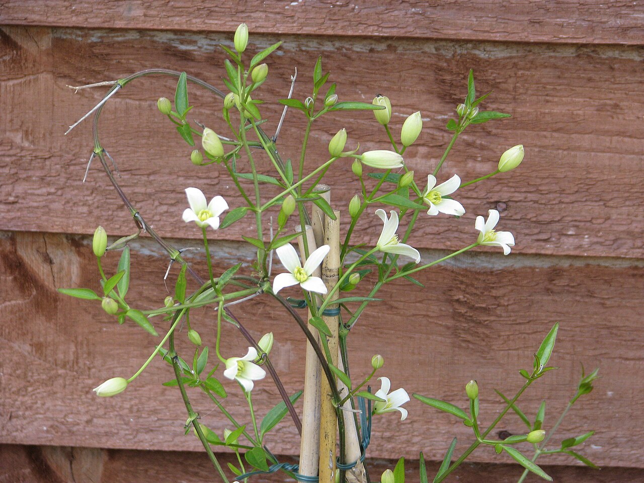 Clematis gentianoides: Odd one out in a packet of Clematis gentianoides from Tasmania. Any ideas? I'm assuming it's a hybrid of gentianoides but can't say for sure what the other pare