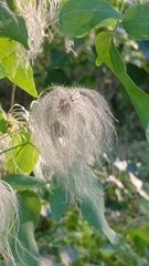 Clematis glauca (Clematis glauca)